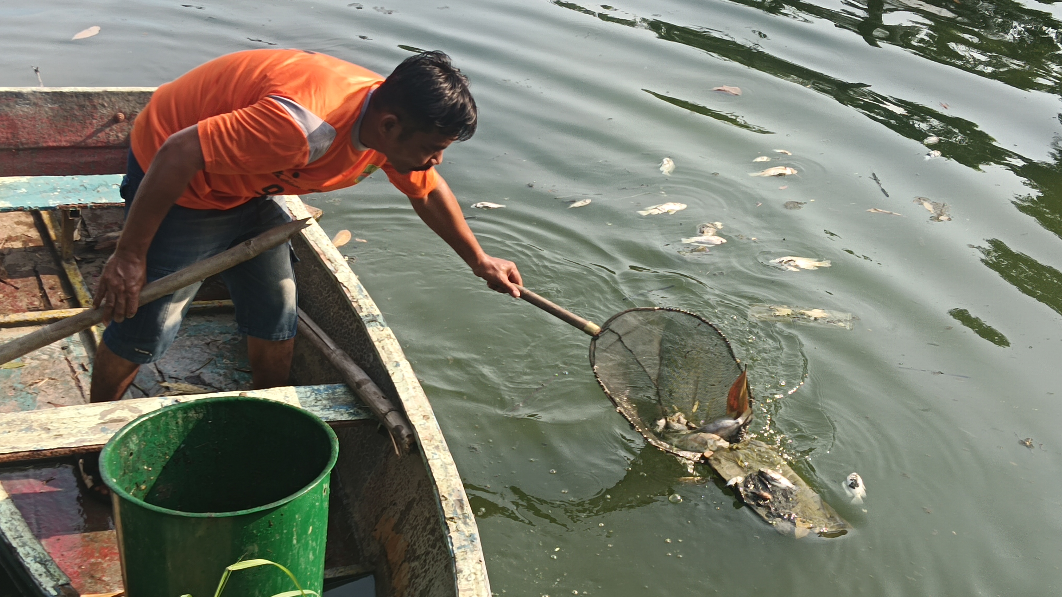 Pengangkatan ikan mati